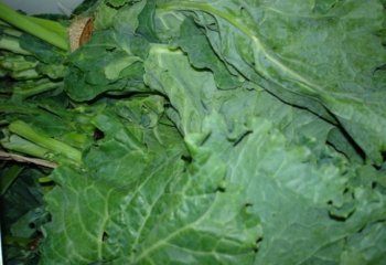 Sukuma- (Brassica oleracea (Acephala Group), Kenya â’¸ Adeka et al, 2005 Sukuma- (Brassica oleracea (Acephala Group), Kenya â’¸ Adeka et al, 2005