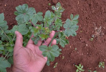 Type of spiderplant with rounded leaflet tip, Homabay, Western Kenya. Ⓒ Maundu, 2014. Type of spiderplant with rounded leaflet tip, Homabay, Western Kenya. Ⓒ Maundu, 2014.