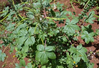 Uasin Gishu type of spiderplant (Cleome gynandra)with conspicuous veins Ⓒ P Maundu 2008 Uasin Gishu type of spiderplant (Cleome gynandra)with conspicuous veins Ⓒ P Maundu 2008
