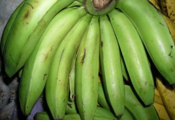 Unripe Kampala variety in Nairobi market, Kenya Ⓒ Adeka et al., 2005 Unripe Kampala variety in Nairobi market, Kenya Ⓒ Adeka et al., 2005