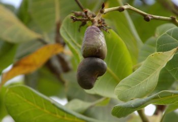 Cashew nut in Kitui, E. Kenya â’¸ J Kioko, 2022 Cashew nut in Kitui, E. Kenya â’¸ J Kioko, 2022
