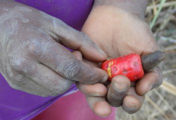 Anacardium occidentale L fruit in Kitui, E. Kenya â’¸ J Kioko, 2022 Anacardium occidentale L fruit in Kitui, E. Kenya â’¸ J Kioko, 2022