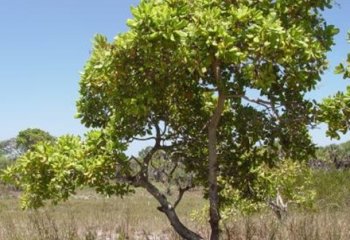 Cashew tree © A. M. Varela, ICIPE Cashew tree © A. M. Varela, ICIPE