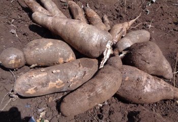 Cassava (Manihot esculenta) in Kitui, Kenya. â’¸ Maundu, 2019 Cassava (Manihot esculenta) in Kitui, Kenya. â’¸ Maundu, 2019
