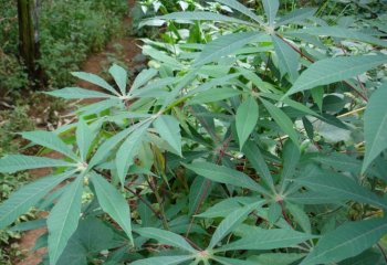 Cassava (Manihot esculenta). â’¸ Maundu, 2006 Cassava (Manihot esculenta). â’¸ Maundu, 2006