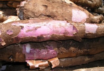 Cassava tuber (purple skin variety) in Nairobi market, Kenya. â’¸ Adeka et al., 2005. Cassava tuber (purple skin variety) in Nairobi market, Kenya. â’¸ Adeka et al., 2005.
