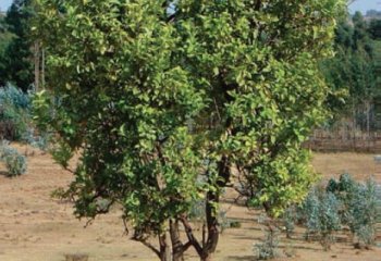Citrus reticulata tree. © Azene Bekele-Tesemma Citrus reticulata tree. © Azene Bekele-Tesemma