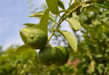 Citrus sp. in Yepal village, Burkina Faso. Ⓒ Maundu, 2015 Citrus sp. in Yepal village, Burkina Faso. Ⓒ Maundu, 2015