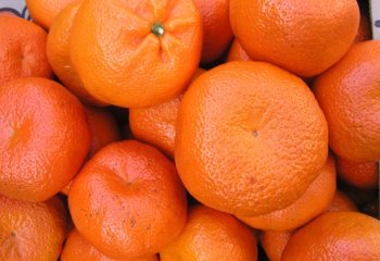 Citrus spp. (Mandarin). © Maundu, 2005 Citrus spp. (Mandarin). © Maundu, 2005