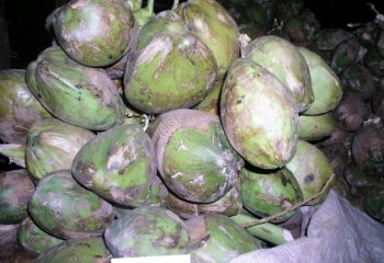 Coconut -Madafu in Coast Kenya ⒸAdeka et al., 2005 Coconut -Madafu in Coast Kenya ⒸAdeka et al., 2005