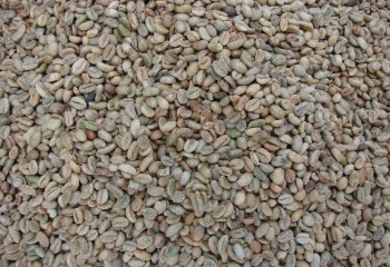 Coffea arabica seeds in Kamashi, Ethiopia â’¸ Maundu, 2014 Coffea arabica seeds in Kamashi, Ethiopia â’¸ Maundu, 2014
