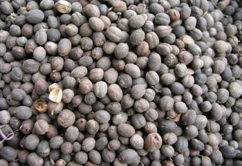 Coffee beans-bun â’¸ Adeka et al, 2005 Coffee beans-bun â’¸ Adeka et al, 2005