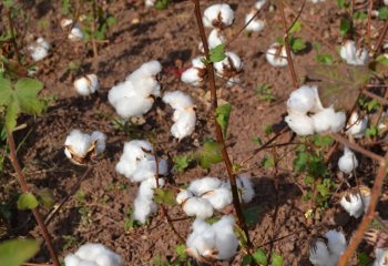 Cotton in Gouon-Yipal village in Burkina Faso- â’¸ Maundu, 2015. Cotton in Gouon-Yipal village in Burkina Faso- â’¸ Maundu, 2015.