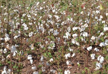 Cotton in Gouon-Yipal village in Burkina Faso. â’¸ Maundu, 2015 Cotton in Gouon-Yipal village in Burkina Faso. â’¸ Maundu, 2015