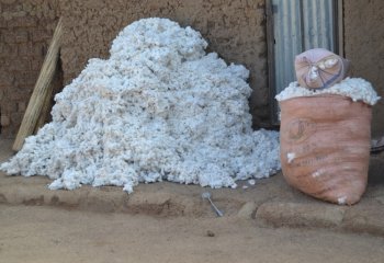 Gossipium sp- Gon- Yipal villagein Burkina faso. â’¸ Maundu, 2015 Gossipium sp- Gon- Yipal villagein Burkina faso. â’¸ Maundu, 2015