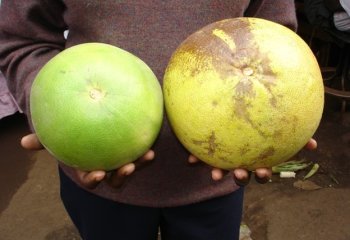 Grape fruit, Nairobi Market. ©Maundu et al. 2005 Grape fruit, Nairobi Market. ©Maundu et al. 2005