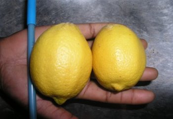 Lemon from South Africa in Nairobi market. © Maundu 2005 Lemon from South Africa in Nairobi market. © Maundu 2005