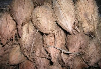 Mature coconut fruit in Coast Kenya. ⒸAdeka et al., 2005 Mature coconut fruit in Coast Kenya. ⒸAdeka et al., 2005
