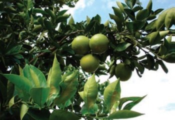 Orange (Citrus x sinensis) fruit. © A Bekele-Tesemma Orange (Citrus x sinensis) fruit. © A Bekele-Tesemma