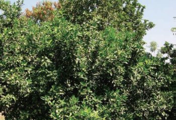 Orange (Citrus x sinensis) tree. © A Bekele-Tesemma. Orange (Citrus x sinensis) tree. © A Bekele-Tesemma.
