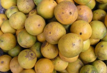 Oranges from Makueni in Narobi market. © Maundu, 2005 Oranges from Makueni in Narobi market. © Maundu, 2005