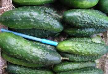 Rough Cucumber in Nairobi market, Kenya â’¸ Foods of the Nairobi people, 2005 Rough Cucumber in Nairobi market, Kenya â’¸ Foods of the Nairobi people, 2005
