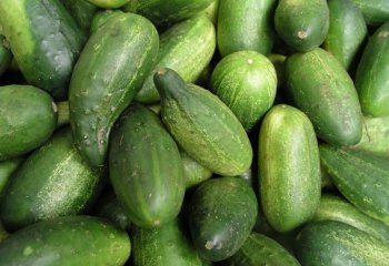 Short cucumber in Nairobi market, Kenya. â’¸ Foods of the Nairobi people, 2005 Short cucumber in Nairobi market, Kenya. â’¸ Foods of the Nairobi people, 2005