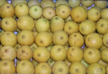 Smooth lemon (Citrus limon). © Maundu, 2005 Smooth lemon (Citrus limon). © Maundu, 2005
