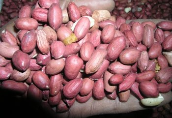 ‘Ndogo nyekundu’ Groundnuts type in Meru, Kenya Ⓒ Foods of the Nairobi people, 2005 ‘Ndogo nyekundu’ Groundnuts type in Meru, Kenya Ⓒ Foods of the Nairobi people, 2005