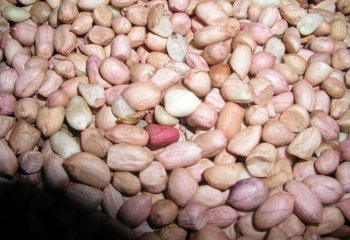 ‘Ndogo nyeupe’ groundnuts type in Uganda. Ⓒ Foods of the Nairobi people, 2001 ‘Ndogo nyeupe’ groundnuts type in Uganda. Ⓒ Foods of the Nairobi people, 2001