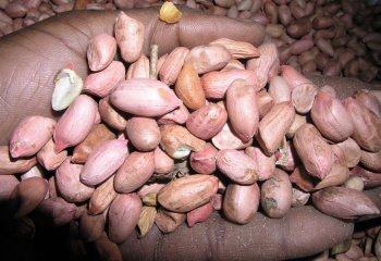 ‘Nyeupe kubwa’ groundnut type from Tanzania. Ⓒ Foods of the Nairobi people, 2005 ‘Nyeupe kubwa’ groundnut type from Tanzania. Ⓒ Foods of the Nairobi people, 2005