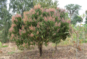A mango tree in flower, Migwani, Kitui, Kenya. © Maundu, 2021 A mango tree in flower, Migwani, Kitui, Kenya. © Maundu, 2021