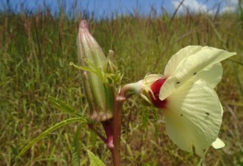 Okra flower and bud in Jelo, Ethiopia. Ⓒ Maundu P, 2014 Okra flower and bud in Jelo, Ethiopia. Ⓒ Maundu P, 2014