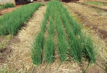 Allium (chives) management and harvesting in Benin. © Maundu, 2016 Allium (chives) management and harvesting in Benin. © Maundu, 2016