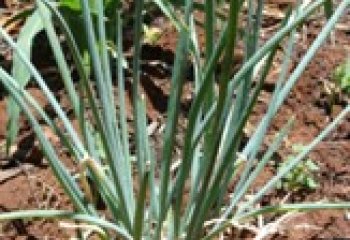 Allium plants. © Maundu, 2005 Allium plants. © Maundu, 2005