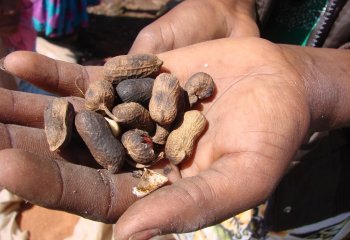 Arachis hypogaea (Groundnut) in pods in Kamashi, Ethiopia â’¸ P Maundu, 2015 Arachis hypogaea (Groundnut) in pods in Kamashi, Ethiopia â’¸ P Maundu, 2015