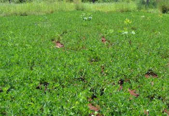 Arachis hypogaea in Kobi, Ethiopia. â’¸ Maundu P, 2015 Arachis hypogaea in Kobi, Ethiopia. â’¸ Maundu P, 2015