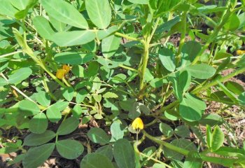 Arachis hypogaea, Kobi, N.W. Ethiopia. â’¸ Maundu P, 2015 Arachis hypogaea, Kobi, N.W. Ethiopia. â’¸ Maundu P, 2015