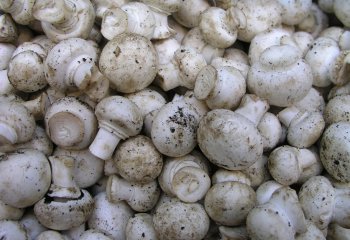 Button mushrooms. © Maundu P, 2001 Button mushrooms. © Maundu P, 2001