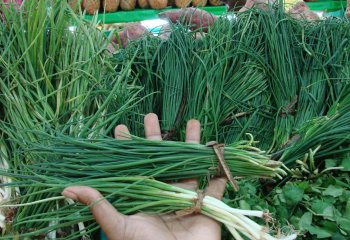 Comparing Spring onion and chives. Nairobi, Kenya. © Maundu, 2005 Comparing Spring onion and chives. Nairobi, Kenya. © Maundu, 2005