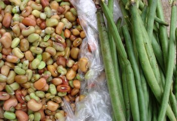 Cowpeas - fresh seeds and pods both cooked. â’¸ Maundu P, 2005 Cowpeas - fresh seeds and pods both cooked. â’¸ Maundu P, 2005