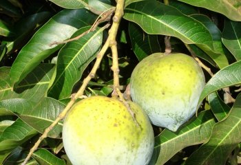 Dodo mango in Kenya. © Maundu, 2012 Dodo mango in Kenya. © Maundu, 2012