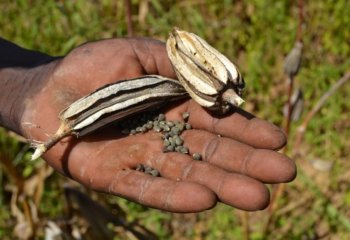 Dry okra seeds in- Saalou- Zambo village, Burkina Faso. Ⓒ Maundu P, 2015 Dry okra seeds in- Saalou- Zambo village, Burkina Faso. Ⓒ Maundu P, 2015