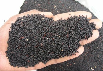 Finger millet , Nairobi market â’¸ Foods of Nairobi people, 2001 Finger millet , Nairobi market â’¸ Foods of Nairobi people, 2001