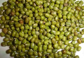 Green gram seeds â’¸ Courtesy EcoPort, Pankaj Oudhia Green gram seeds â’¸ Courtesy EcoPort, Pankaj Oudhia