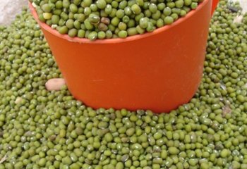 Green grams in the market, Soroti, Uganda. © Maundu, 2005 Green grams in the market, Soroti, Uganda. © Maundu, 2005
