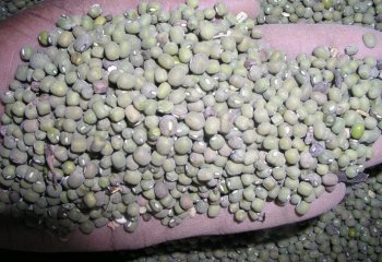 Green grams, Nairobi, Kenya. â’¸ Food of Nairobi people, 2005 Green grams, Nairobi, Kenya. â’¸ Food of Nairobi people, 2005