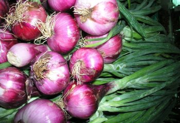 Green onion (leafy immature red type). â’¸ Maundu, 2005 Green onion (leafy immature red type). â’¸ Maundu, 2005