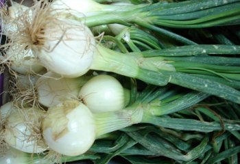 Green onion - Salad type. â’¸ Maundu, 2005 Green onion - Salad type. â’¸ Maundu, 2005