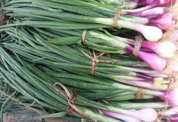 Green onion, red type. â’¸ Maundu, 2005 Green onion, red type. â’¸ Maundu, 2005